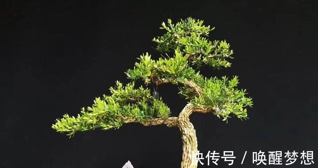 不管家中再小，一定要摆放上一盆“木中君子”！