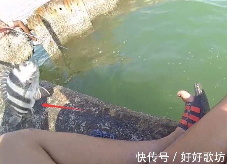 鱼类|男子钓鱼遇“不明怪鱼”，身上满是黑白条纹，细看后眼前一亮！