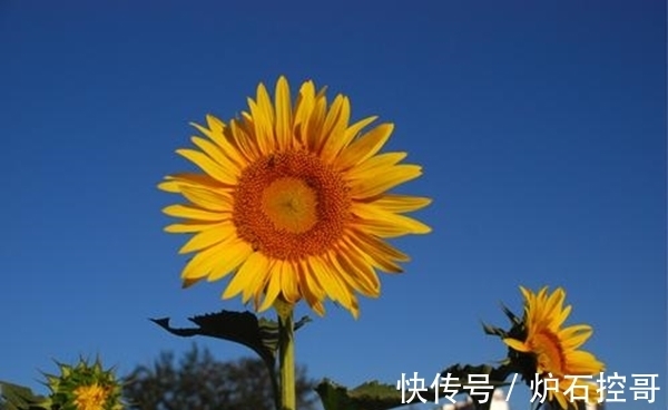 夏花明|30句绝美夏天诗句，带你领略夏天的美