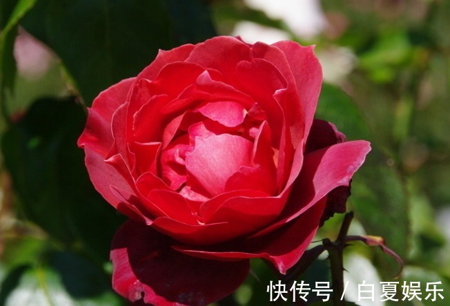 养花就养能看还能吃的,养起来心情还很好,美容养颜作用少不了