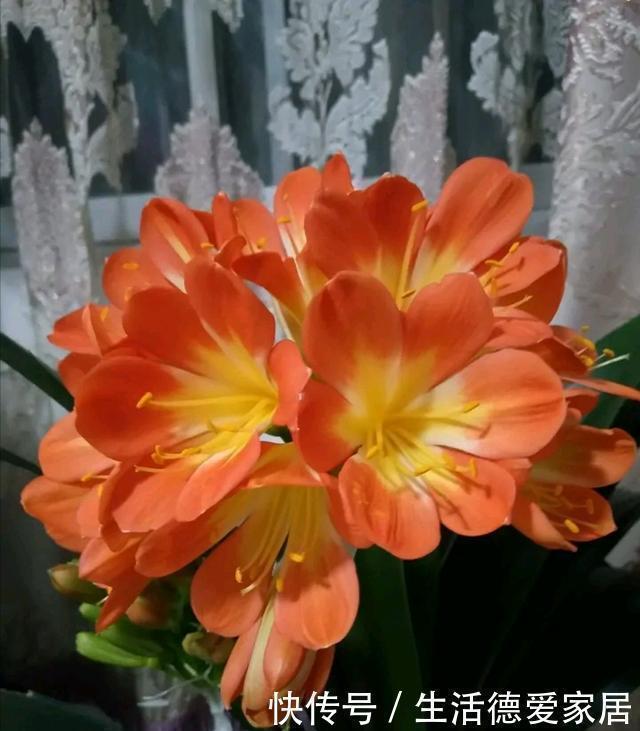 娇艳|养君子兰，有二多一少，赶紧收入囊中，年底开花娇艳出众