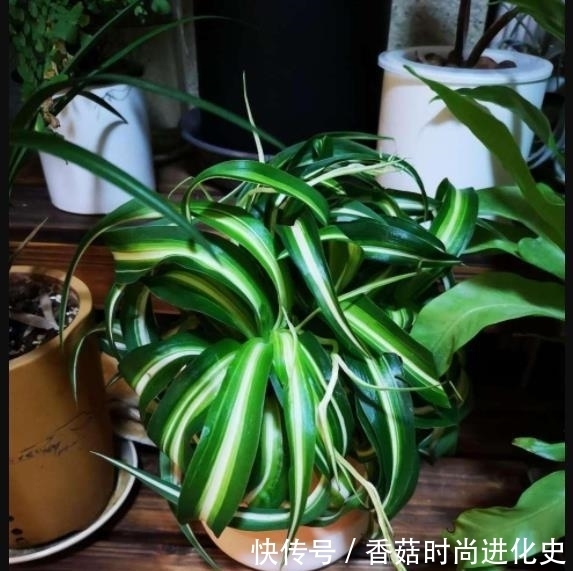 吊兰长成“大波浪”，还以为这是烫发了，其实就叫卷毛吊兰