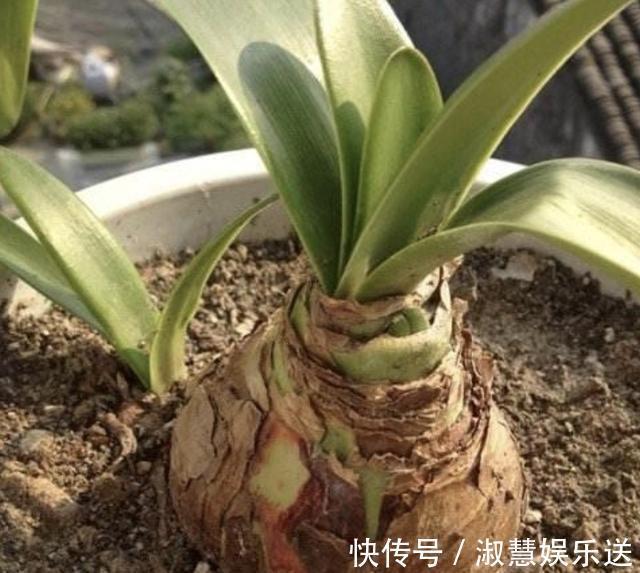 花友们|朱顶红不会养教你修剪,一年开两次花,花苞比月季还大,美!