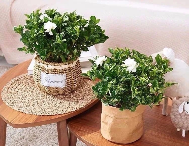 家养六种花，个个都是“醋坛子”，隔几天喝一点醋，叶子绿油油的，越长越旺盛