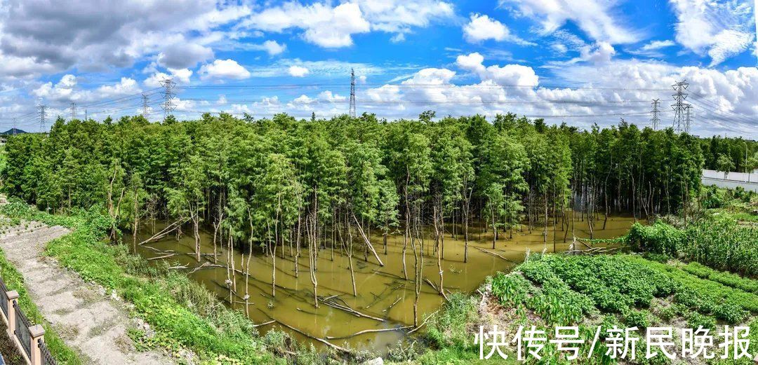 湿地|小学生写信保住校园边“云间湿地”，一群叔叔阿姨动足脑筋