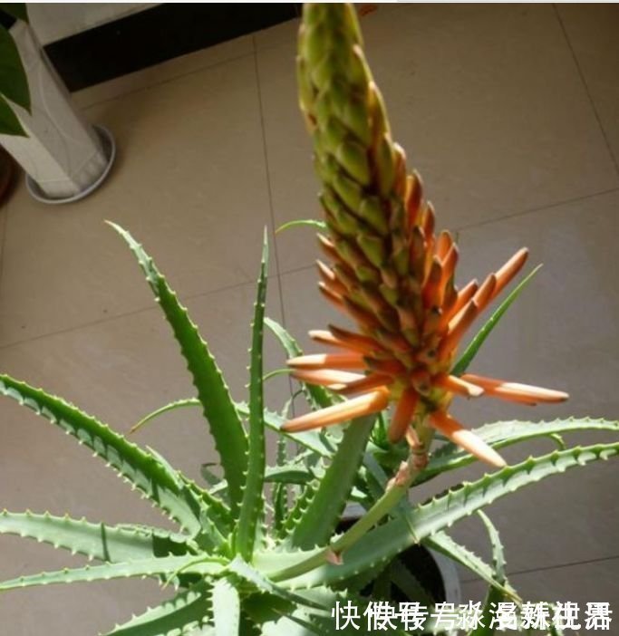 家养|人养花，花也养人，家养3种花，漂亮还净化空气，烂漫迷人眼