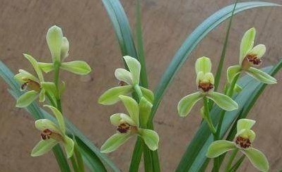 肥料|这1种东西吃剩了别扔了,当做肥料放进盆栽,兰花疯长发芽开花!