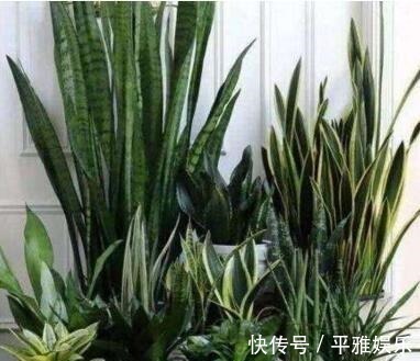家家都有的“1种东西”,用来养虎皮兰,钢芽呼呼冒,一次出15个