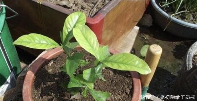 在家扦插1种“香花”,枝条沾点水,插土壤里生根发芽,变盆栽!