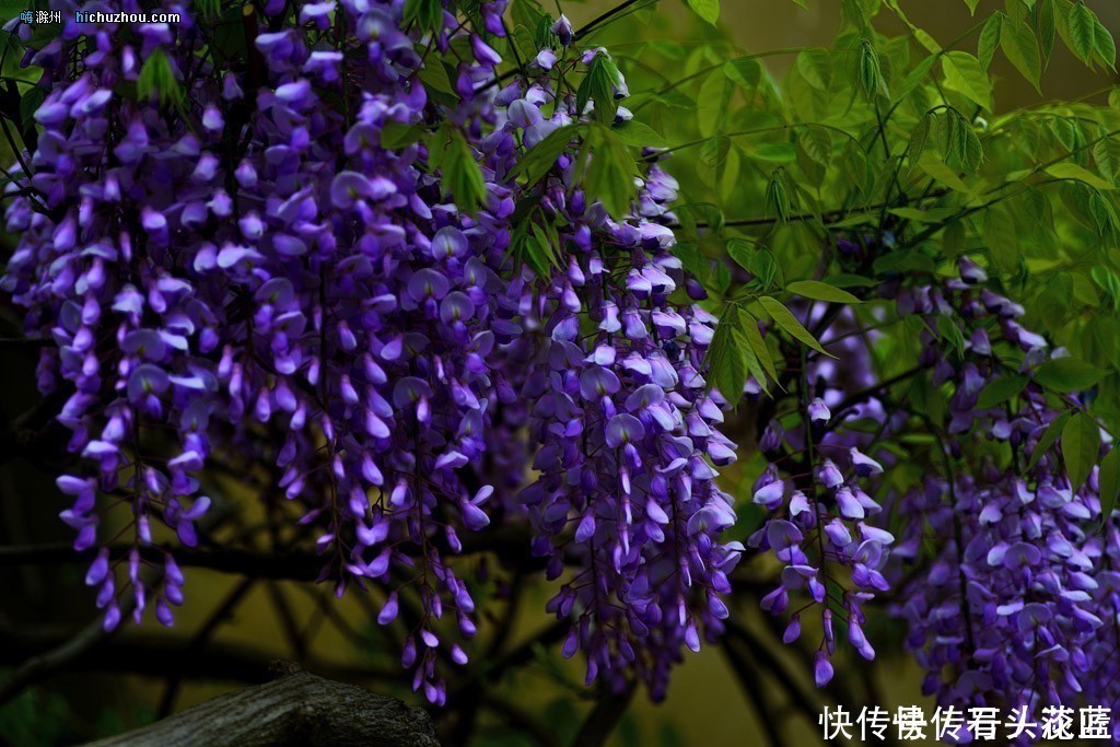 寓意“紫气东来”的5种花，养在家里“年年”都能开，太赞了