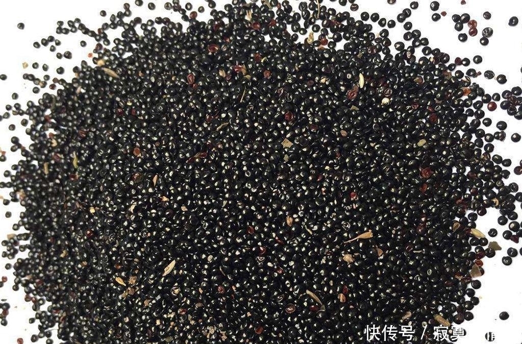 狗尾草|农田边的害草,农民痛恨不已,但叶子却是稀罕野菜,种子能做糕点