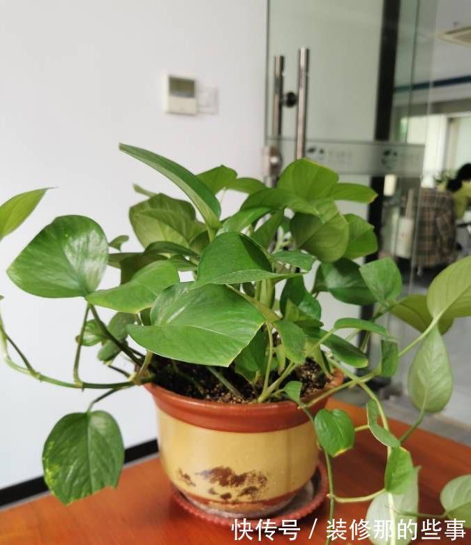 茂盛|绿萝长得慢,用它浇一浇,叶子更绿更多,肥得流油