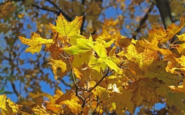 二陈汤|秋天是身体排痰最好的季节,这样做养肺排痰,清除体内陈年垃圾!