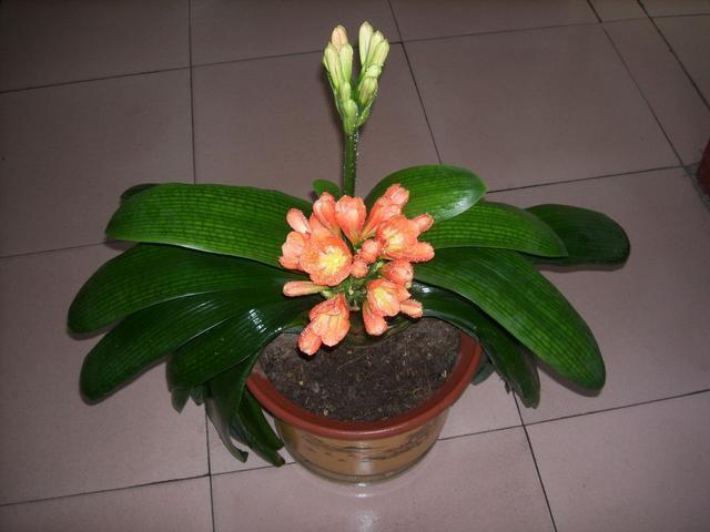 养花浇2种“肥水”，越养越茂盛，开花朵朵艳！