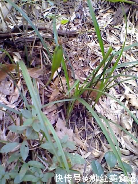 山上也能寻得“好兰花”,看准这5点,找到比花店还好的兰花!