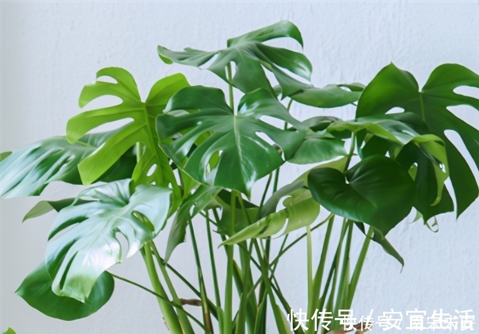 龟背竹,冬天浇水有节奏,叶片又大又绿,个个能“开背”