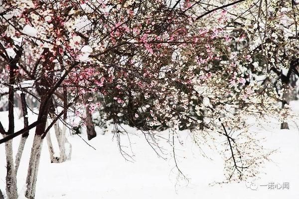 安阳喜降梅花雪