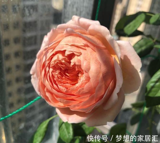 此花风靡全世界，漂亮又芳香，多季开花，盆栽也可以，很值得栽培