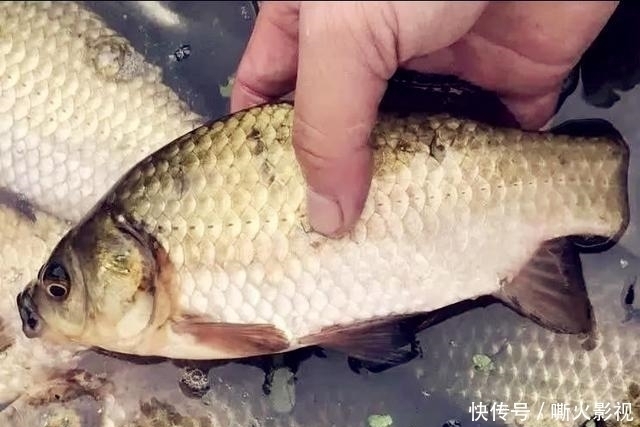 夏季野钓的三个小妙招,学会这样用饵,大板鲫手到擒来