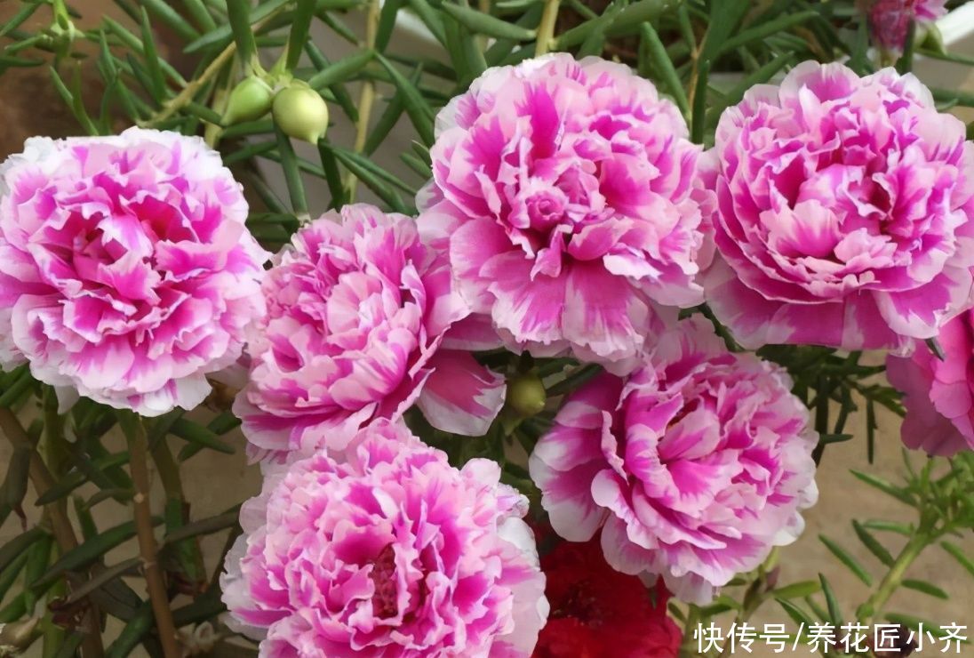 到了夏季，错误的养花方法很危险，越是新手越容易出问题