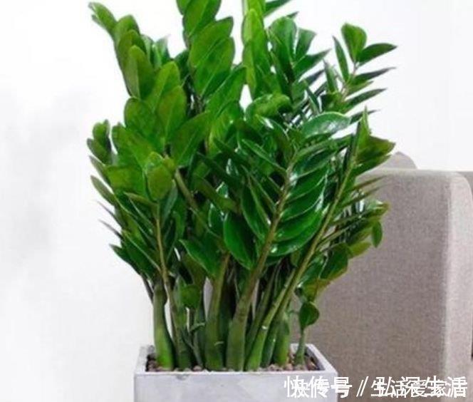 3种“旺运花”,吉祥添富贵,旺运又招财,财源滚滚