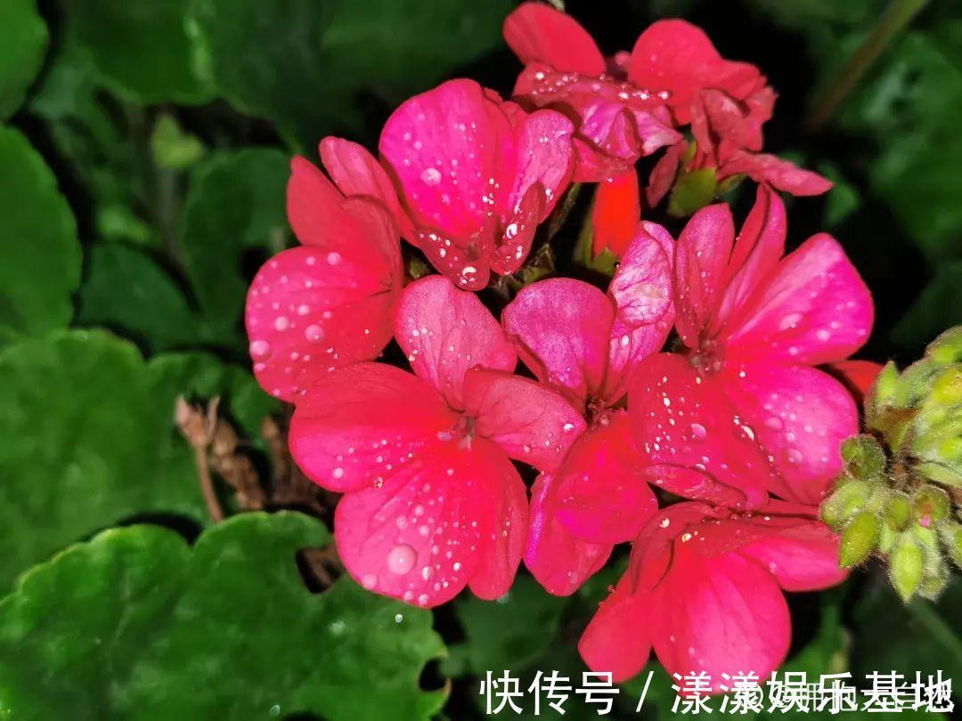 10种花要控水,天热反而不能浇,一浇水就死