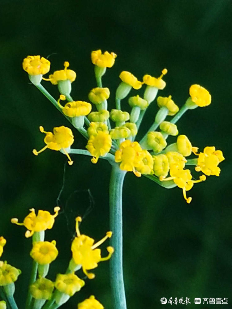 小巧|花开齐鲁精细小巧!临沂郯城烂漫盛开的茴香花,你认识吗?