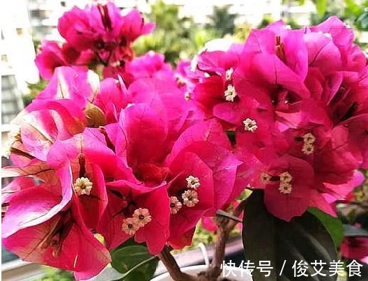 养花公认最喜欢的“5种花”,沾土就活,开花就爆盆,见花不见叶