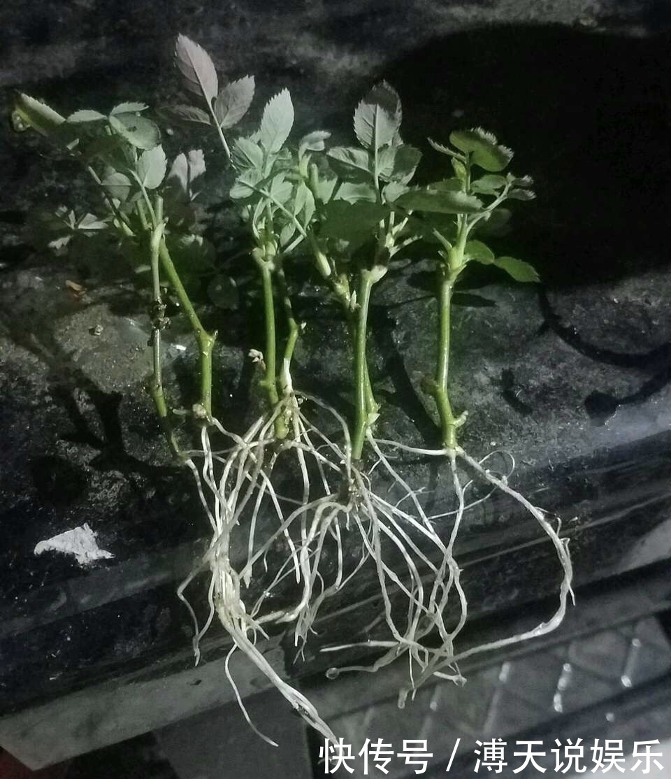 妙招|家庭养花，塑料瓶是“宝贝”，学会5个使用“小妙招”，一生受用