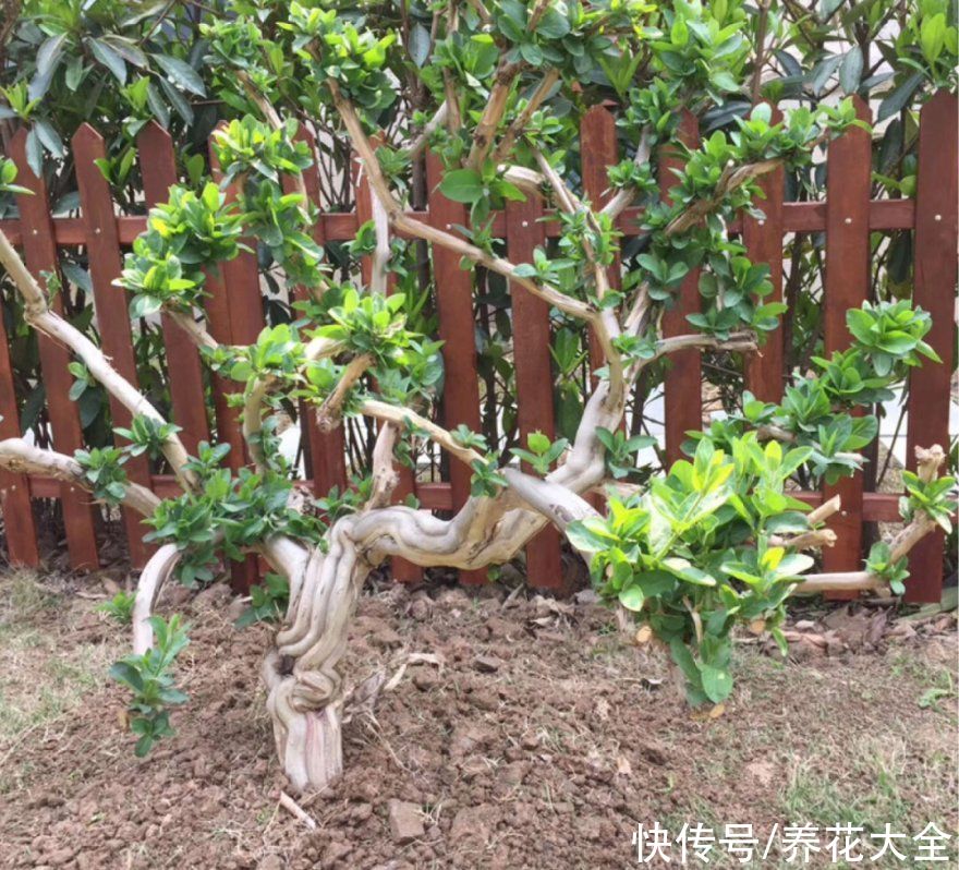 金银花|养到烦人的花，盆都不够用，扔掉还很心疼
