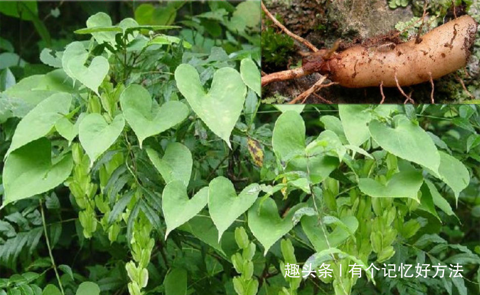 滋陰|真正補腎的不是芹菜而是它，男人的好朋友，吃了讓身體越來越好
