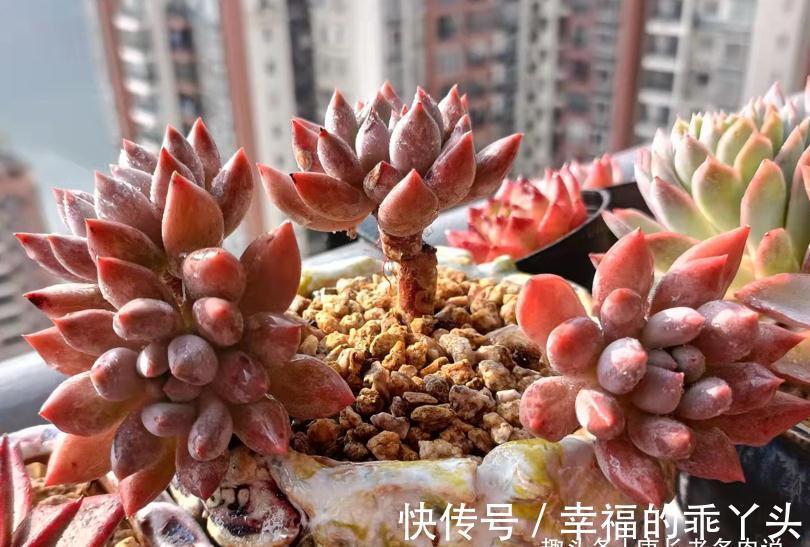 冬天|多肉冬天可以移盆,但要注意“3要点”和浇水方法,要不然难服盆