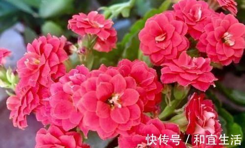 春夏秋冬|养花就养个花期长的，花大色艳，开花美长势旺，黄绿交辉