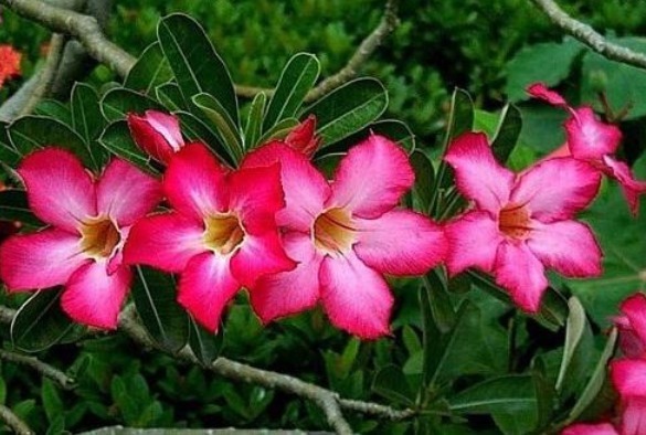 沙漠玫瑰如何养教你3个养护妙招,花开满枝头,花色艳丽