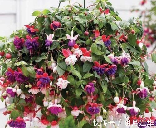 4种花漂亮又便宜,沾土就开花,开花爆盆很漂亮,越养越喜欢