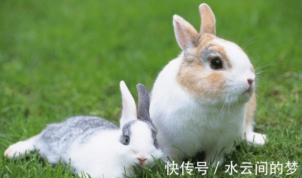 生肖兔|10个兔九个富哪四月出生的属兔人，下半年一帆风顺，业绩爆棚！