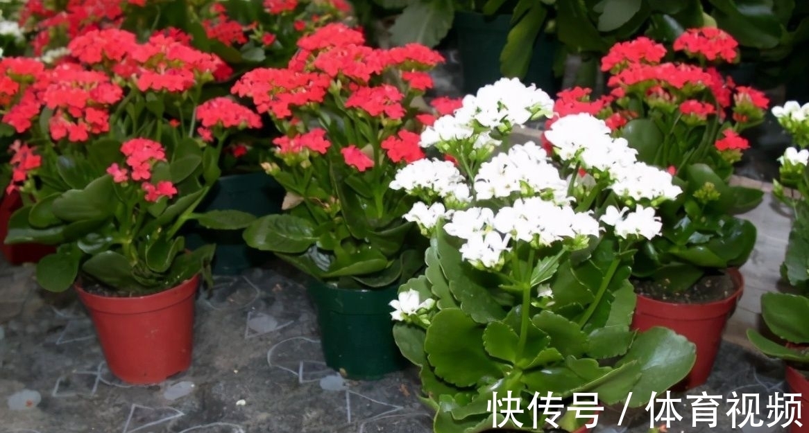 长寿花染上白粉病该怎么办？