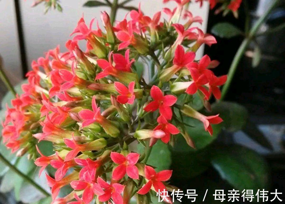 花友|喜欢红色长寿花，就养这3种，红火喜庆寓意好，很适合做年宵花