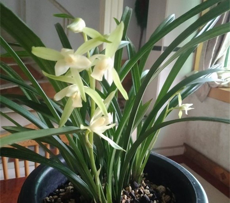 此“天然”有机肥，能防土板结、促花全面生长，淘米水不如“它”