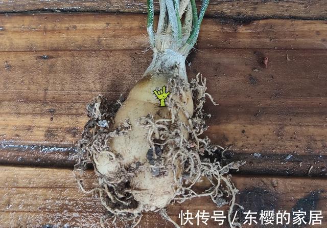 养护|法师美杜莎颜色绚丽,仙人球美杜莎造型美开花香,难以选择全都养