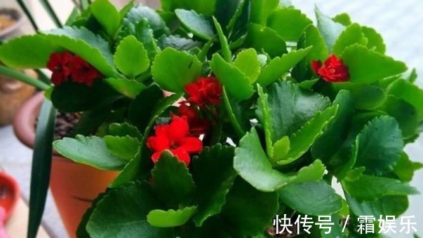 修剪|喜欢养花,先戒掉7个坏习惯,不然啥花也养不好,你占了几个