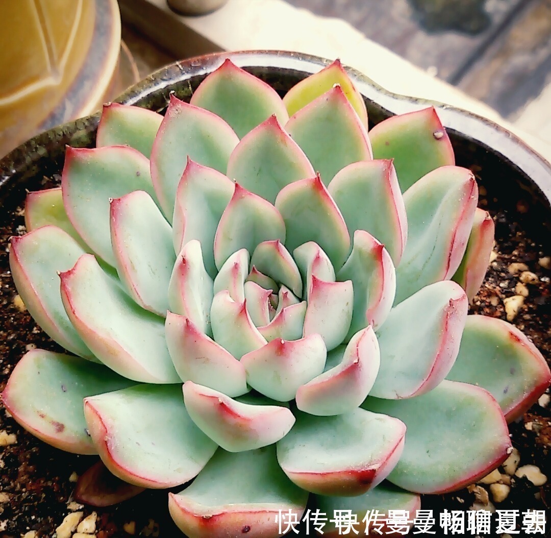 黄丽|6种多肉好养活,夏天不休眠,晒晒太阳红彤彤,度夏也萌