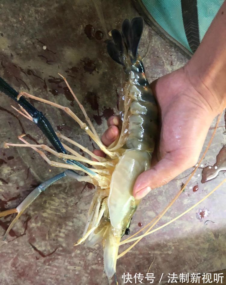 珠江|大虾入侵珠江,有人钓起一只发现满腹虾卵,这是要开始繁殖?