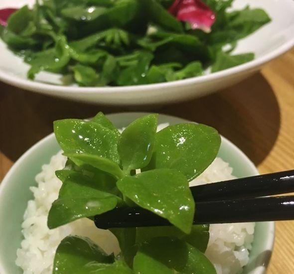 种植|5种“菜根”别扔,插进花盆,浇浇水,半个月长成“小菜园”