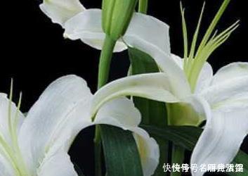 花盆|这三种花堪比香水,养在家里空气清新无异味,健康无忧