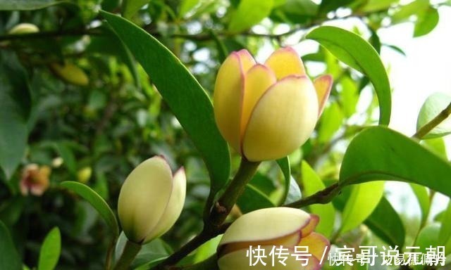 花朵|这3种花卉再贵也要买，花朵清纯，香气浓而不腻，家居盆栽首选！