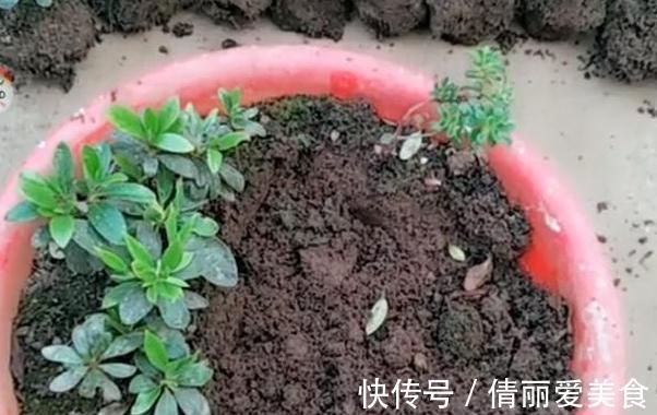 杜鹃花|北方四季分明，该如何盆栽杜鹃花？4个细节到位，养殖走捷径