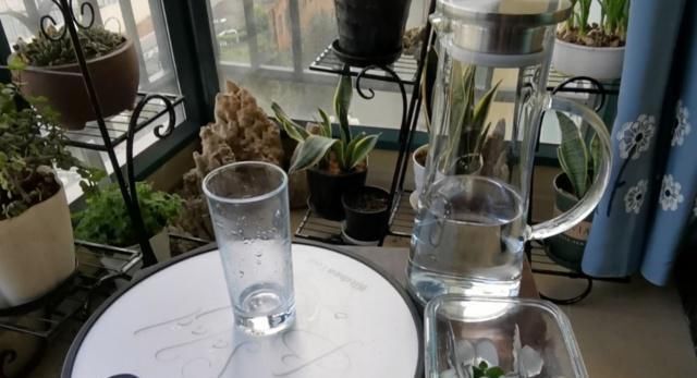 碰碰香|阳台上种了这东西,偶尔掐两片叶子泡个茶,提神醒脑超有用!