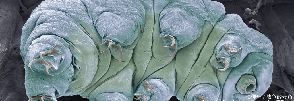 生存 “毛毛虫”要上天,用枪能否送它们去太空并且生存下来