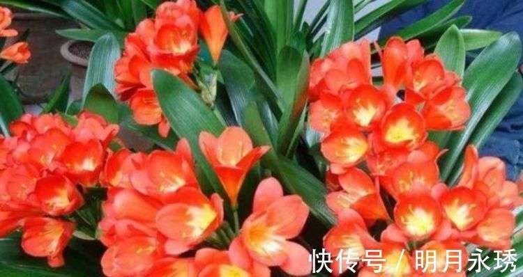 指甲花|4种花养了就爆盆,30天不浇水照样生长,一年开花不断